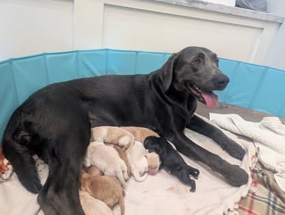 Piper, the charcoal Labrador dam (4)