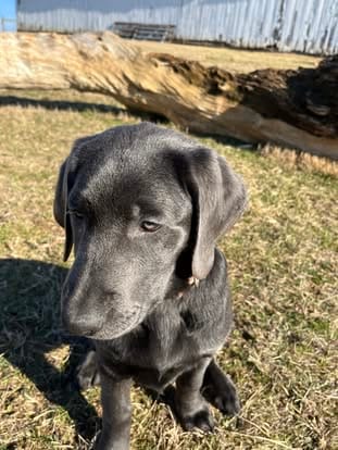 Piper, the charcoal Labrador dam (5)