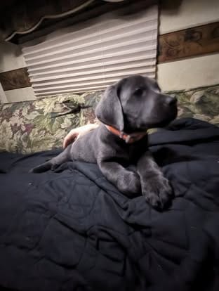 Piper, the charcoal Labrador dam (6)