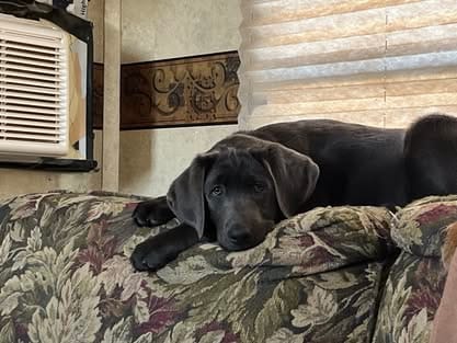 Piper, the charcoal Labrador dam (7)