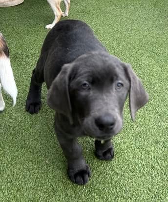 Piper, the charcoal Labrador dam (8)