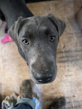 Piper, the charcoal Labrador dam (12)