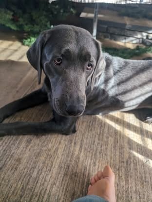 Piper, the charcoal Labrador dam (13)