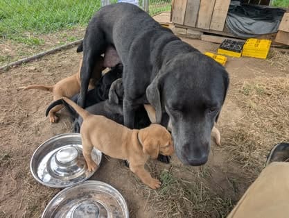 Piper, the charcoal Labrador dam (14)