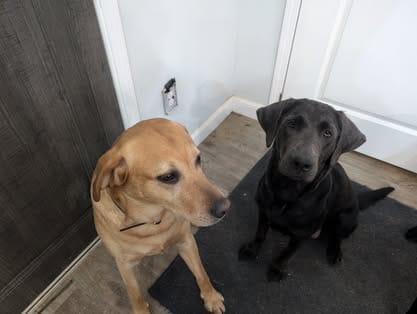 Piper, the charcoal Labrador dam (15)