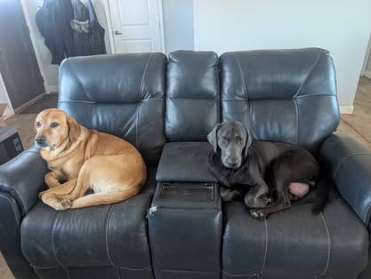 Piper, the charcoal Labrador dam (19)