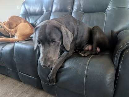 Piper, the charcoal Labrador dam (20)