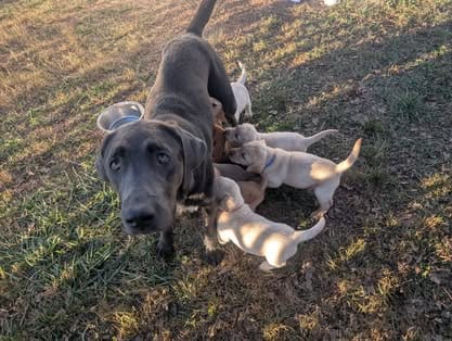 Piper, the charcoal Labrador dam (21)