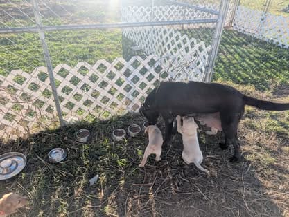 Piper, the charcoal Labrador dam (22)