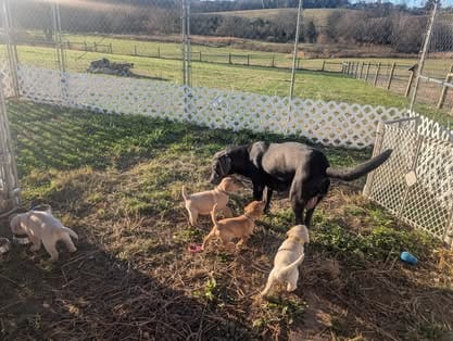 Piper, the charcoal Labrador dam (24)