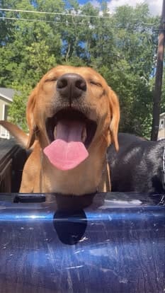 Ranger, the yellow Labrador sire