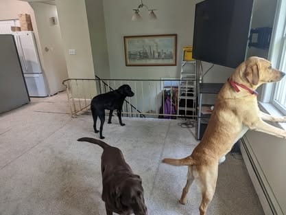 Ranger, the yellow Labrador sire (5)