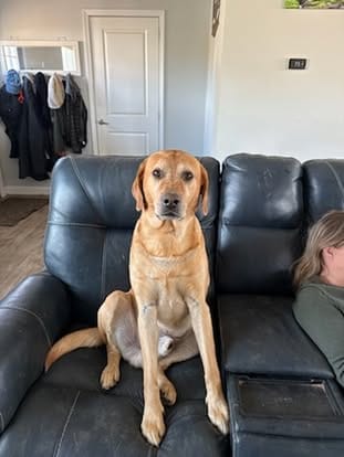 Ranger, the yellow Labrador sire (7)