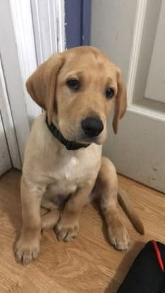 Ranger, the yellow Labrador sire (8)
