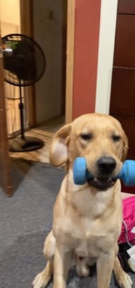 Ranger, the yellow Labrador sire (9)