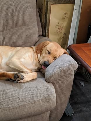 Ranger, the yellow Labrador sire (10)