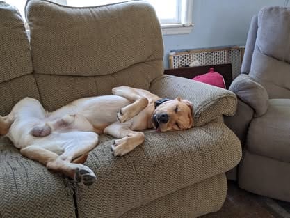 Ranger, the yellow Labrador sire (11)