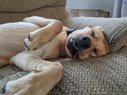 Ranger, the yellow Labrador sire (12)
