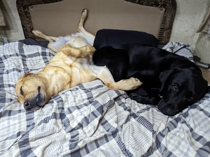 Ranger, the yellow Labrador sire (13)