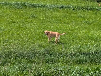 Ranger, the yellow Labrador sire (14)