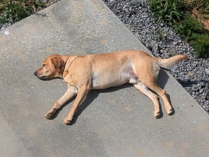 Ranger, the yellow Labrador sire (15)