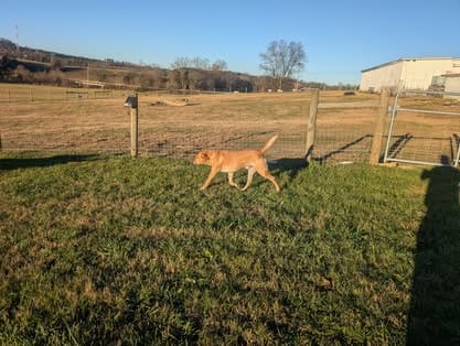 Ranger, the yellow Labrador sire (17)