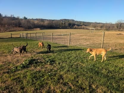 Ranger, the yellow Labrador sire (18)