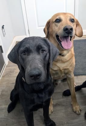 Ranger, the yellow Labrador sire (19)