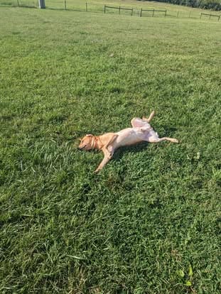 Ranger, the yellow Labrador sire (20)
