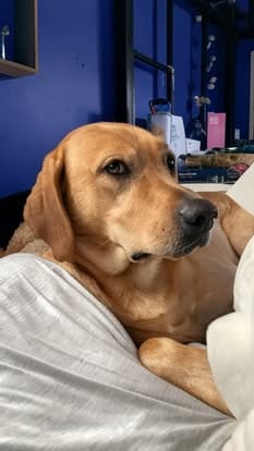 Ranger, the yellow Labrador sire (21)