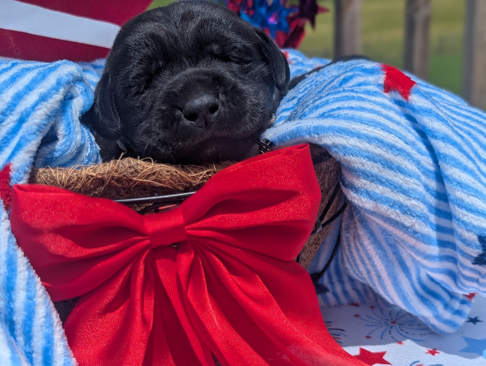 Dakota, a black male Labrador puppy