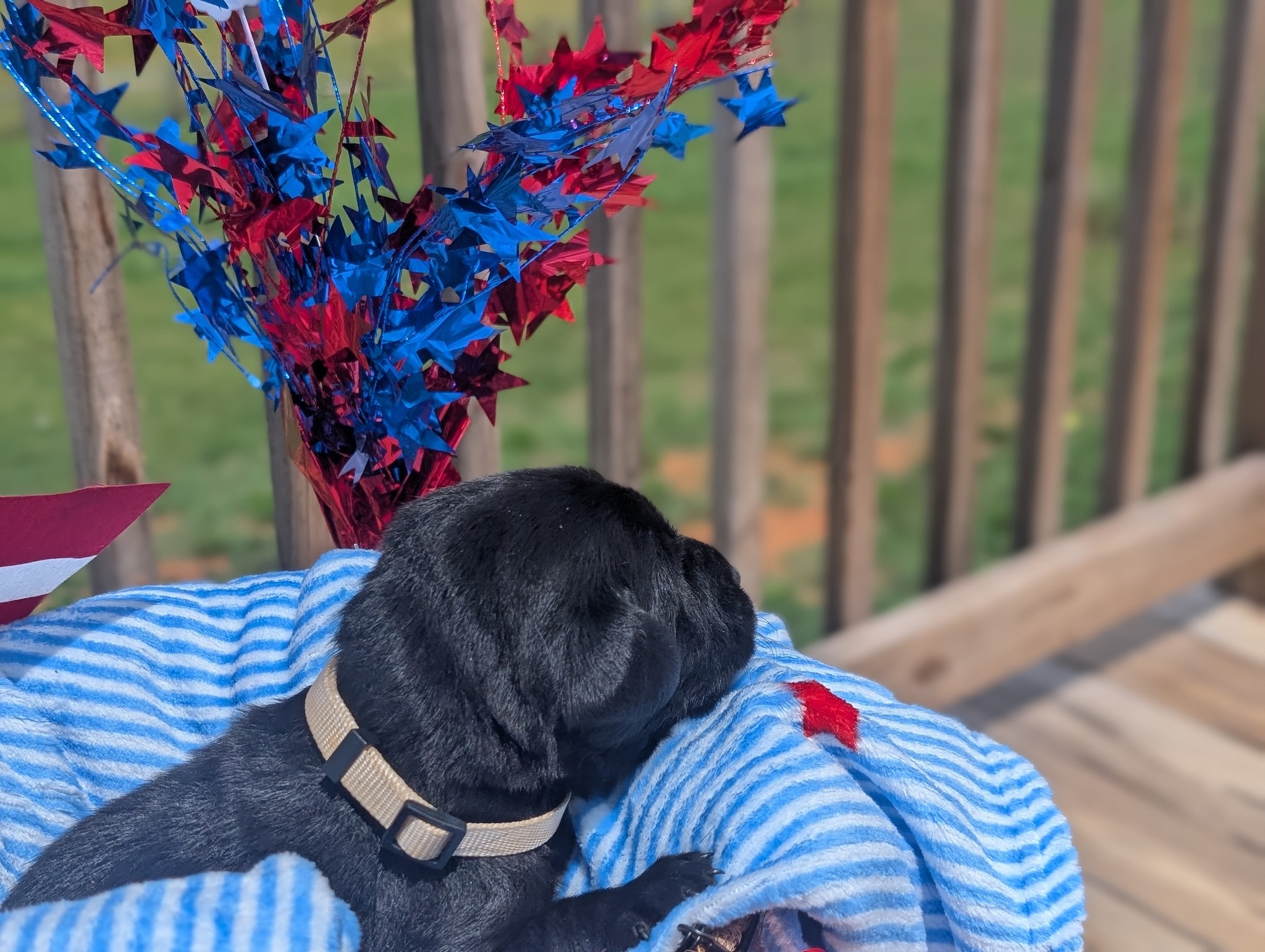 Dakota, a black male Labrador puppy