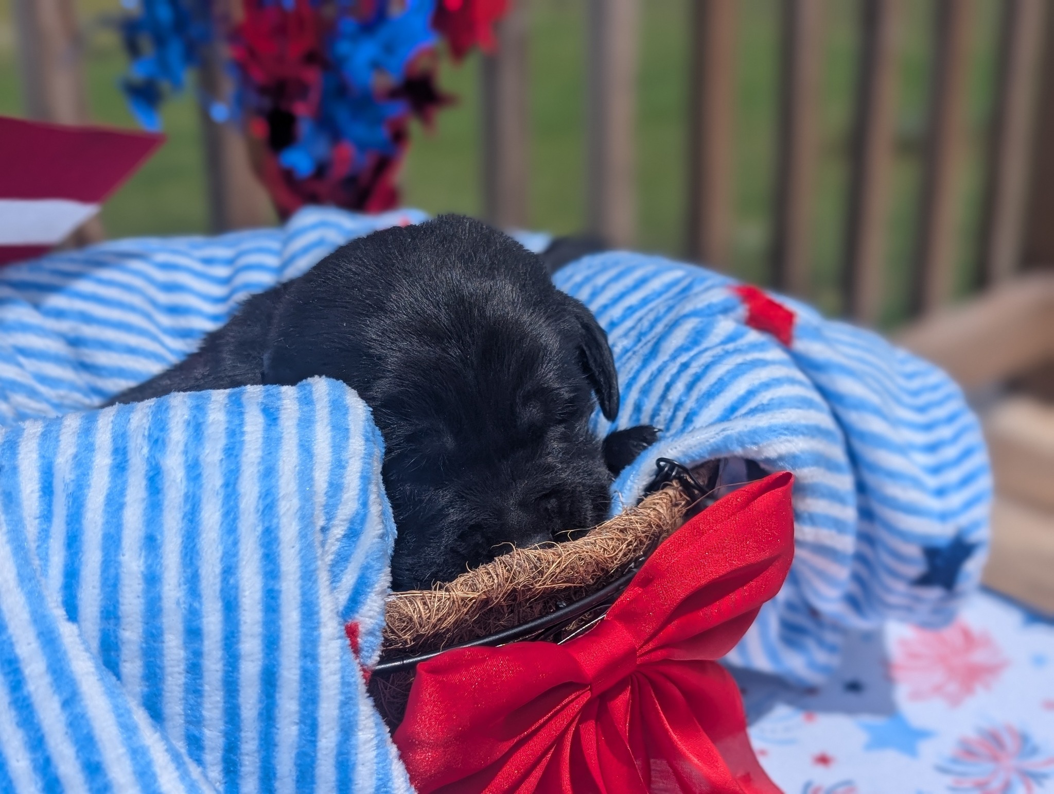 Dakota, a black male Labrador puppy