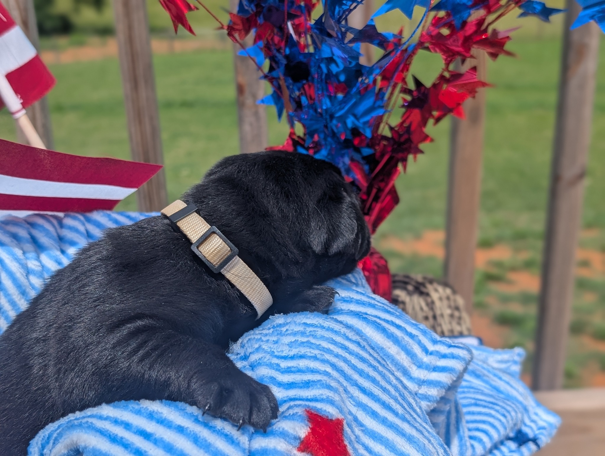 Dakota, a black male Labrador puppy