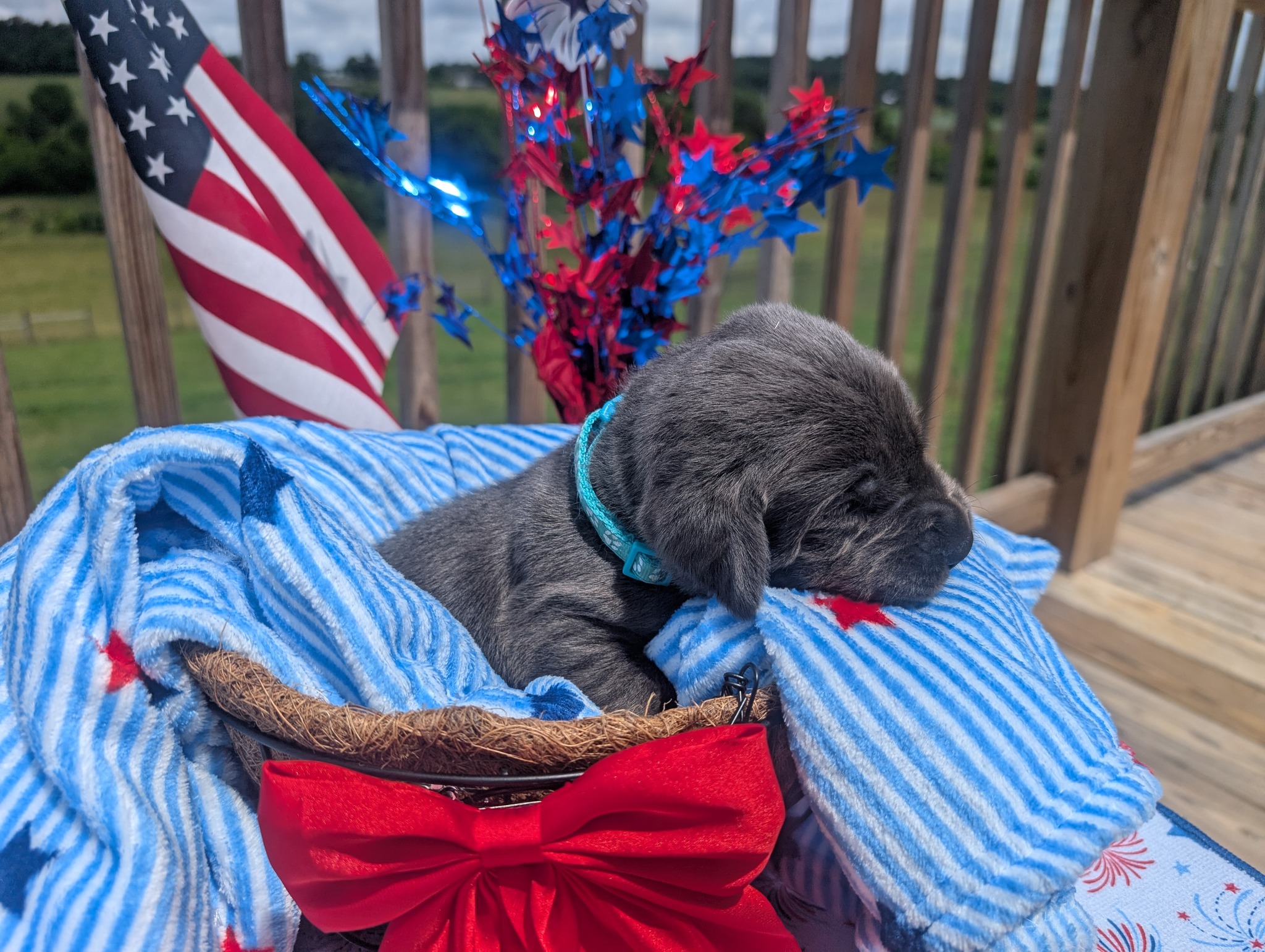 Knox, a charcoal male Labrador puppy