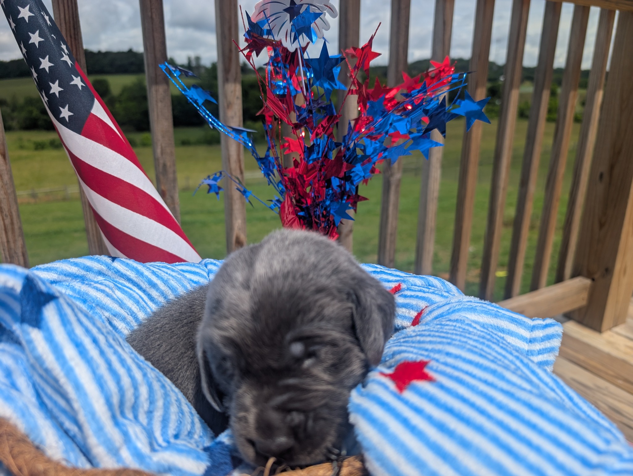 Knox, a charcoal male Labrador puppy