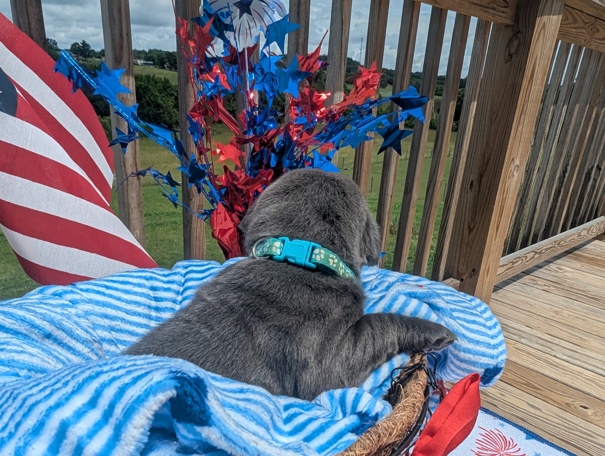 Knox, a charcoal male Labrador puppy