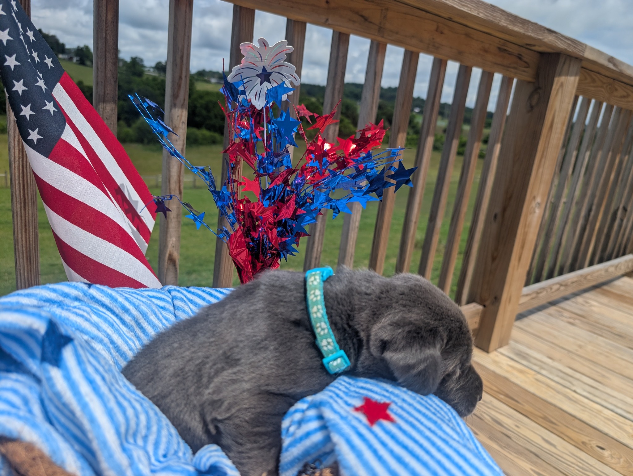 Knox, a charcoal male Labrador puppy