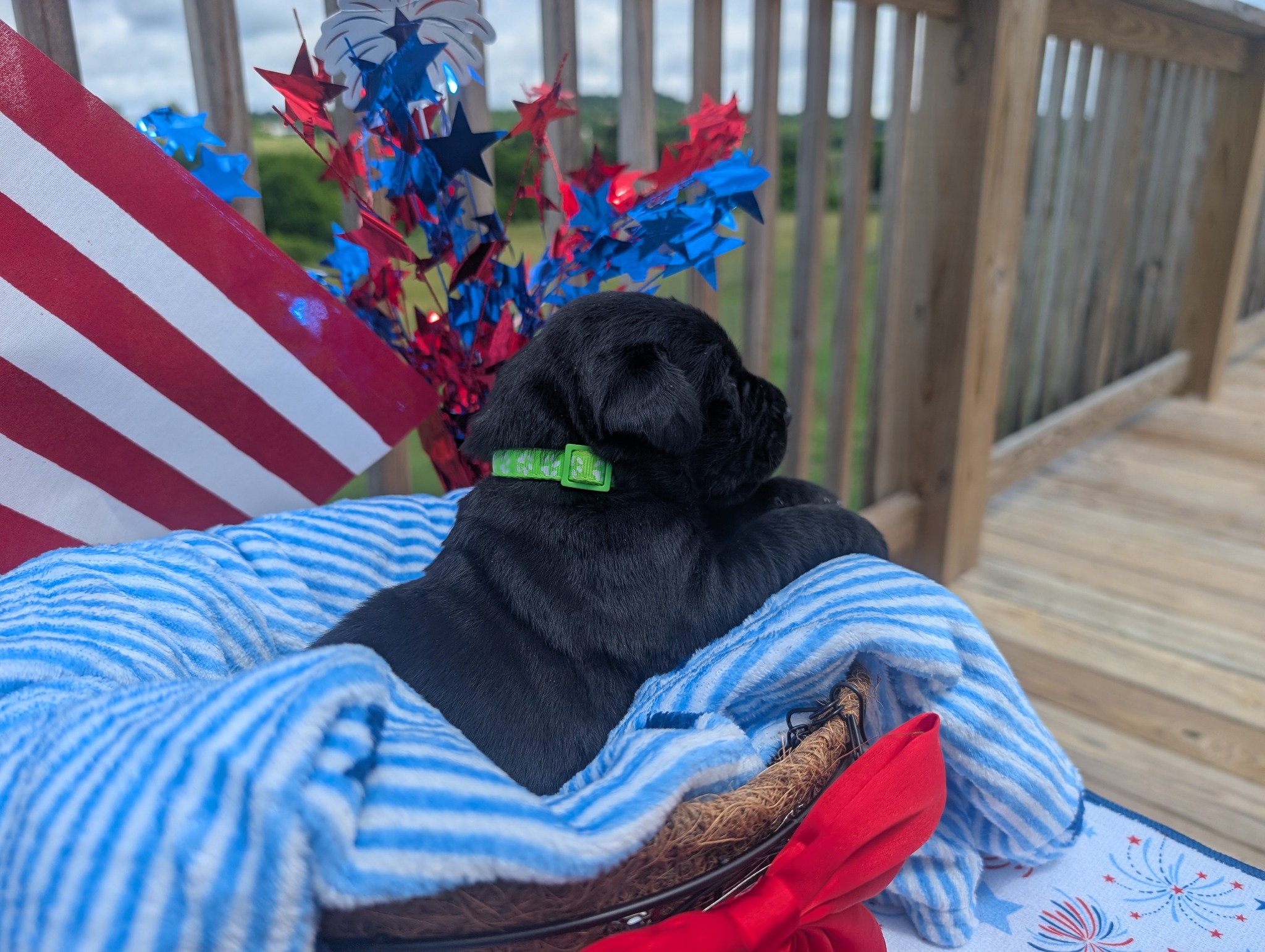 Rocket, a black male Labrador puppy