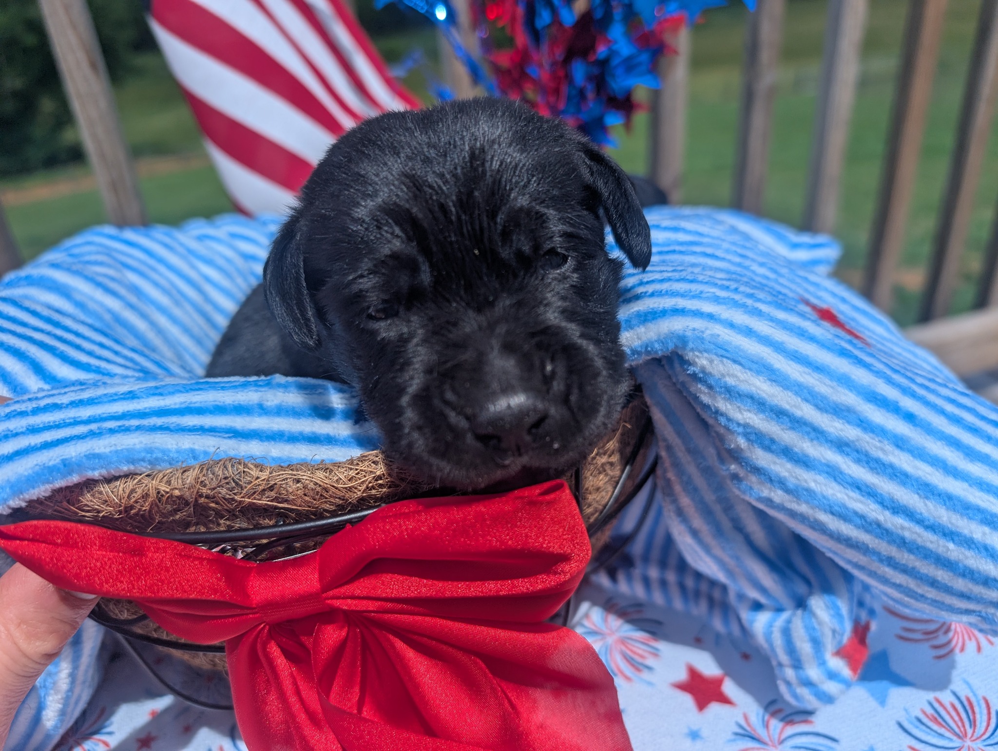 Rocket, a black male Labrador puppy