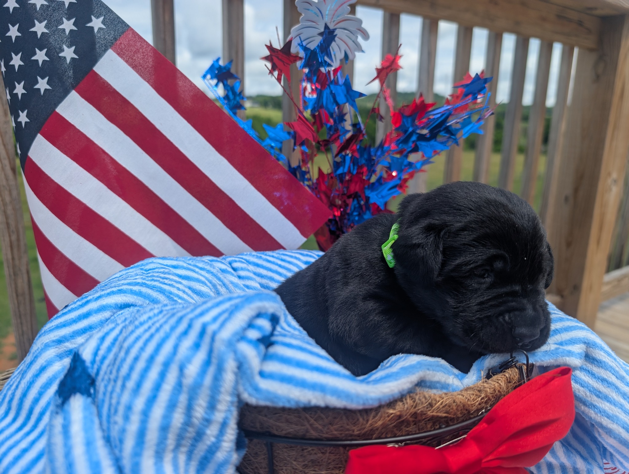 Rocket, a black male Labrador puppy