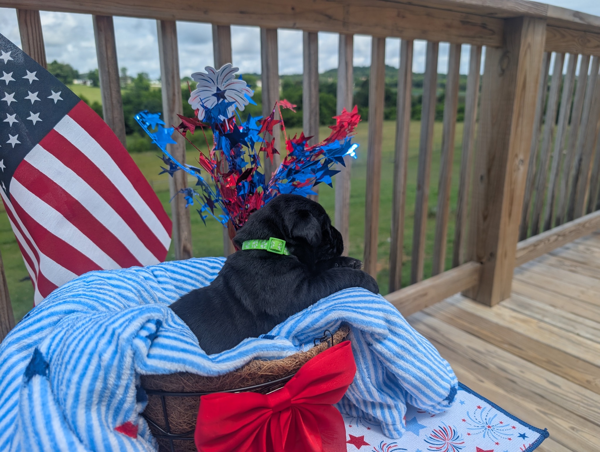 Rocket, a black male Labrador puppy