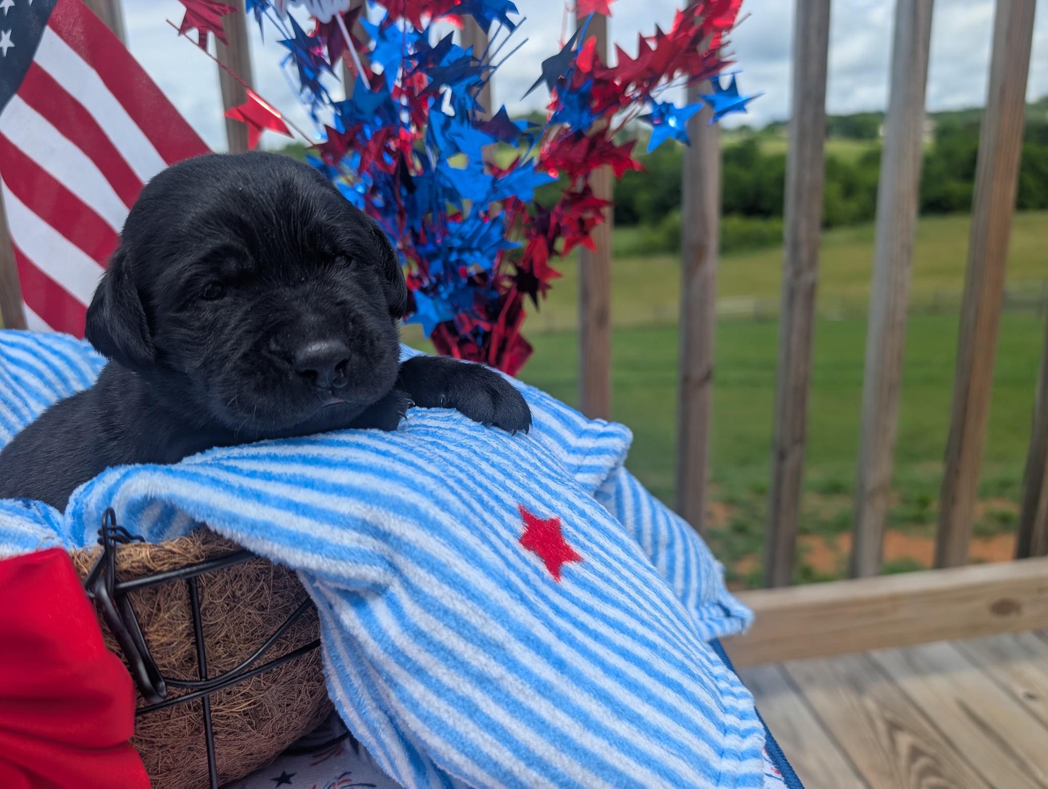 Rocket, a black male Labrador puppy