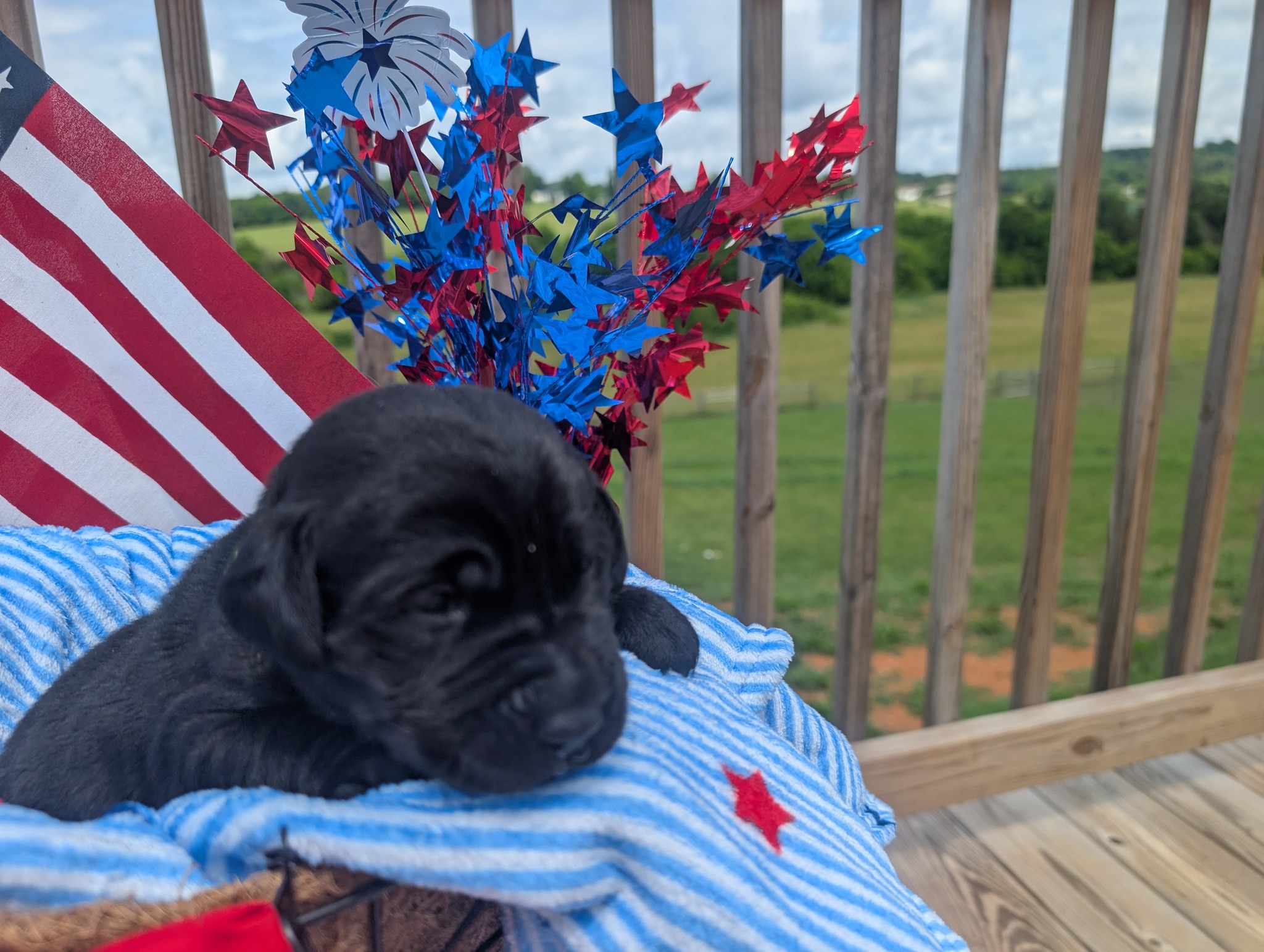 Rocket, a black male Labrador puppy