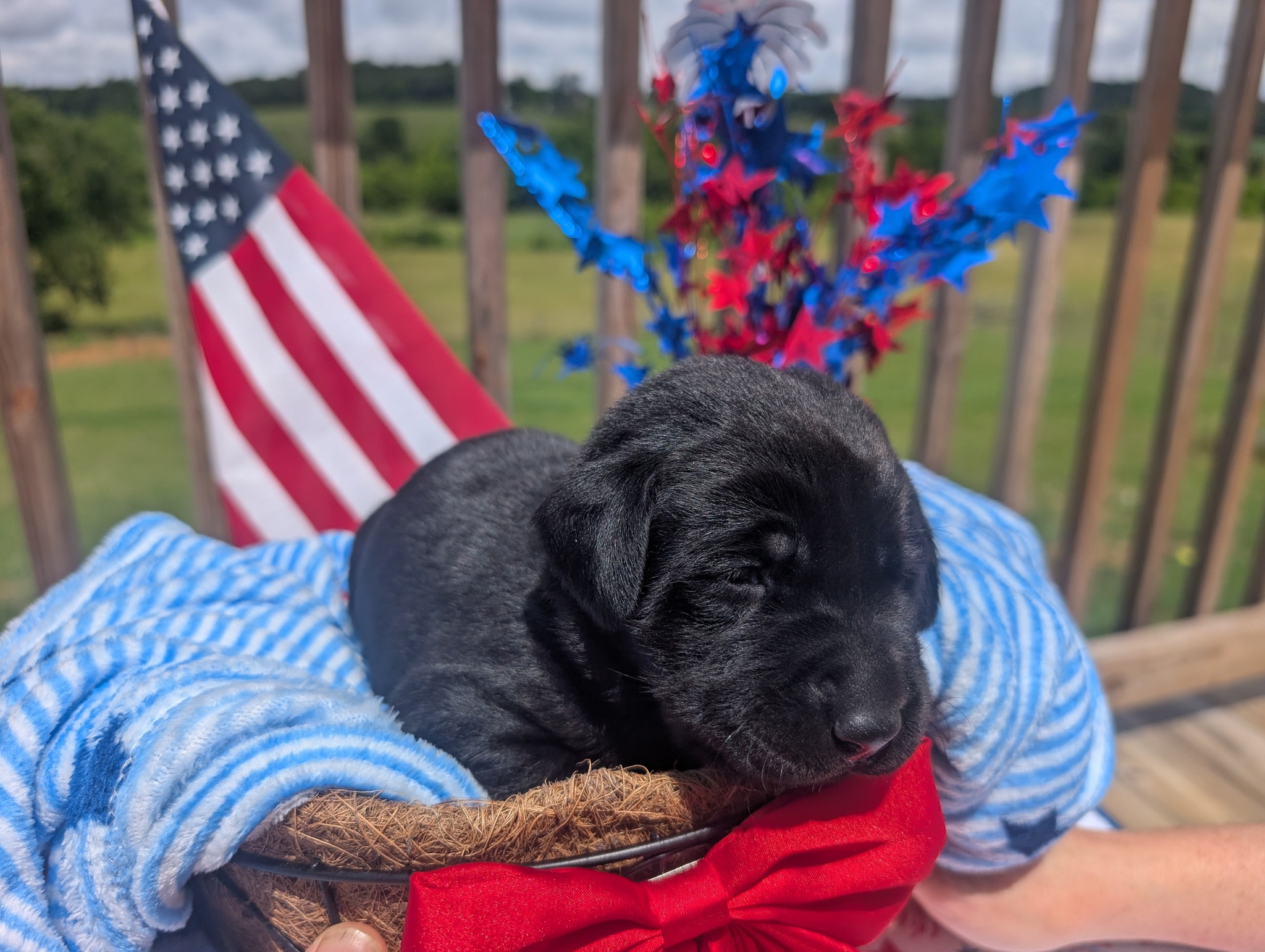 Sammie, a black female Labrador puppy