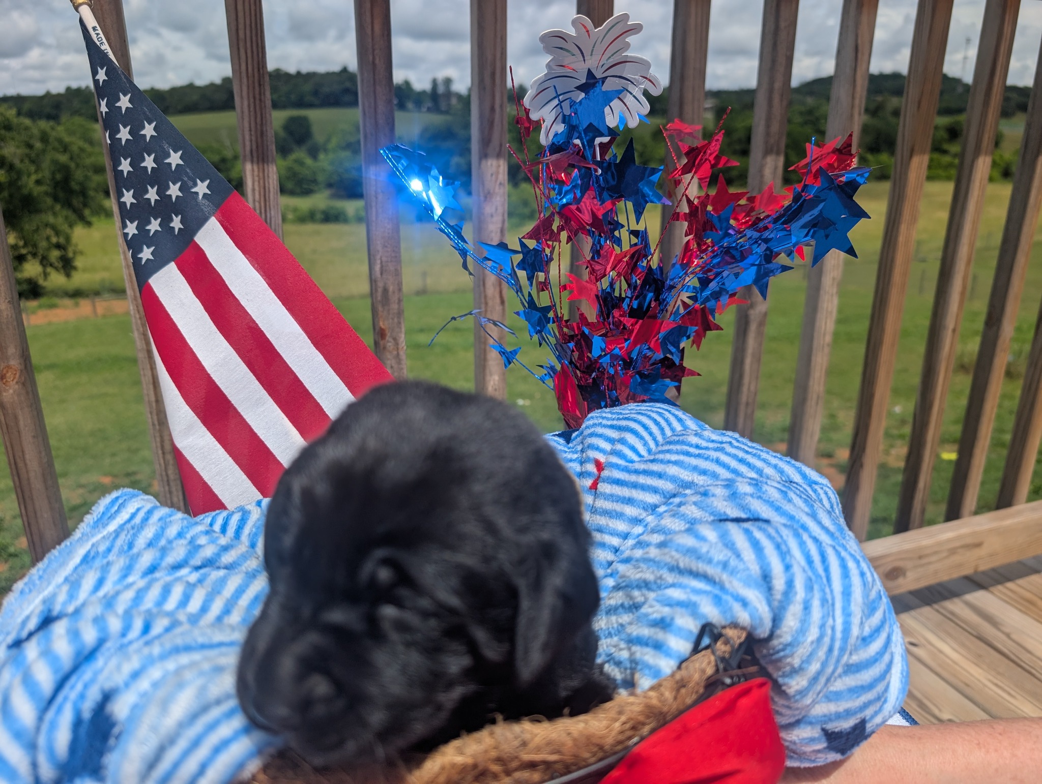 Sammie, a black female Labrador puppy