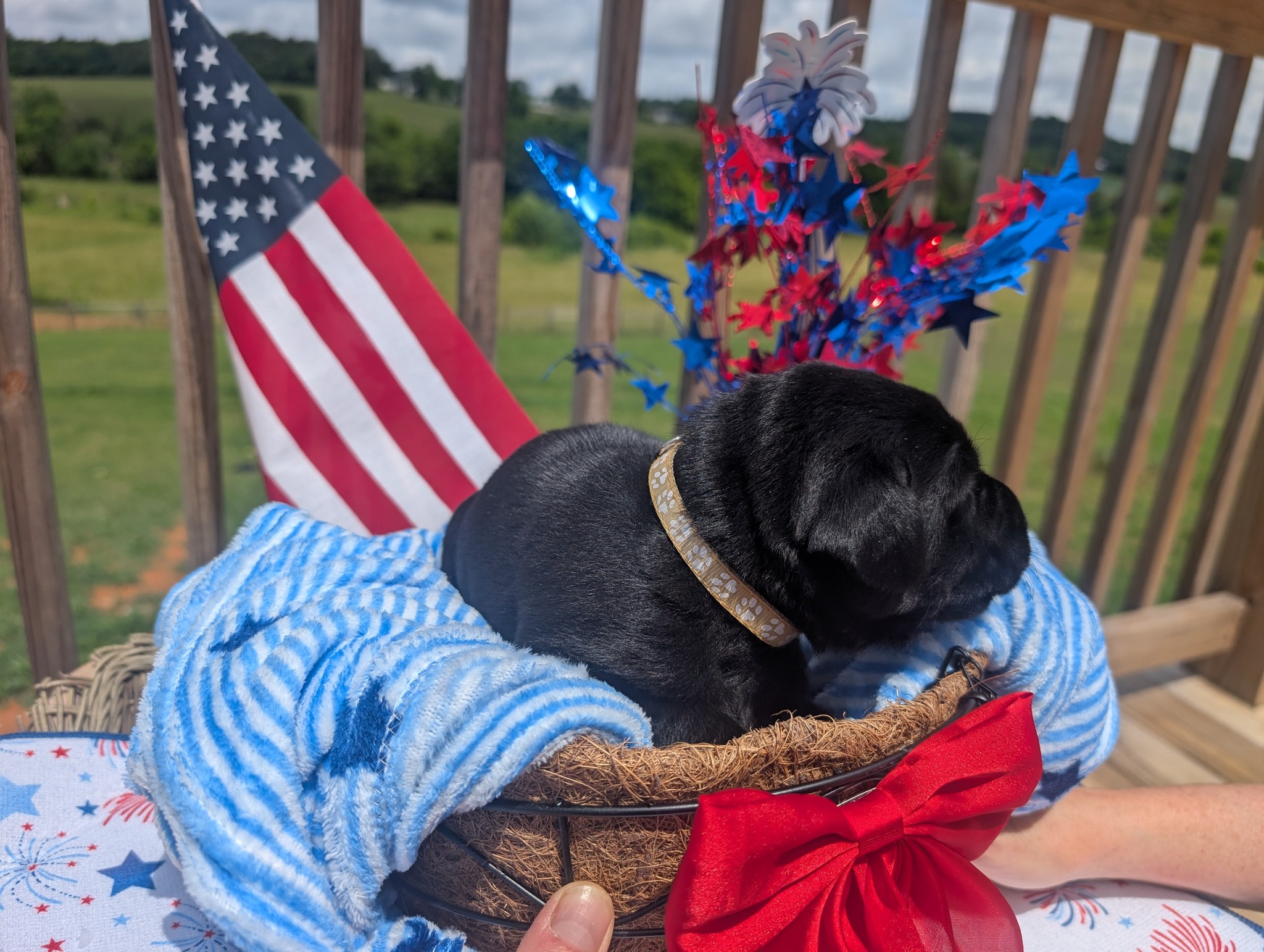 Sammie, a black female Labrador puppy