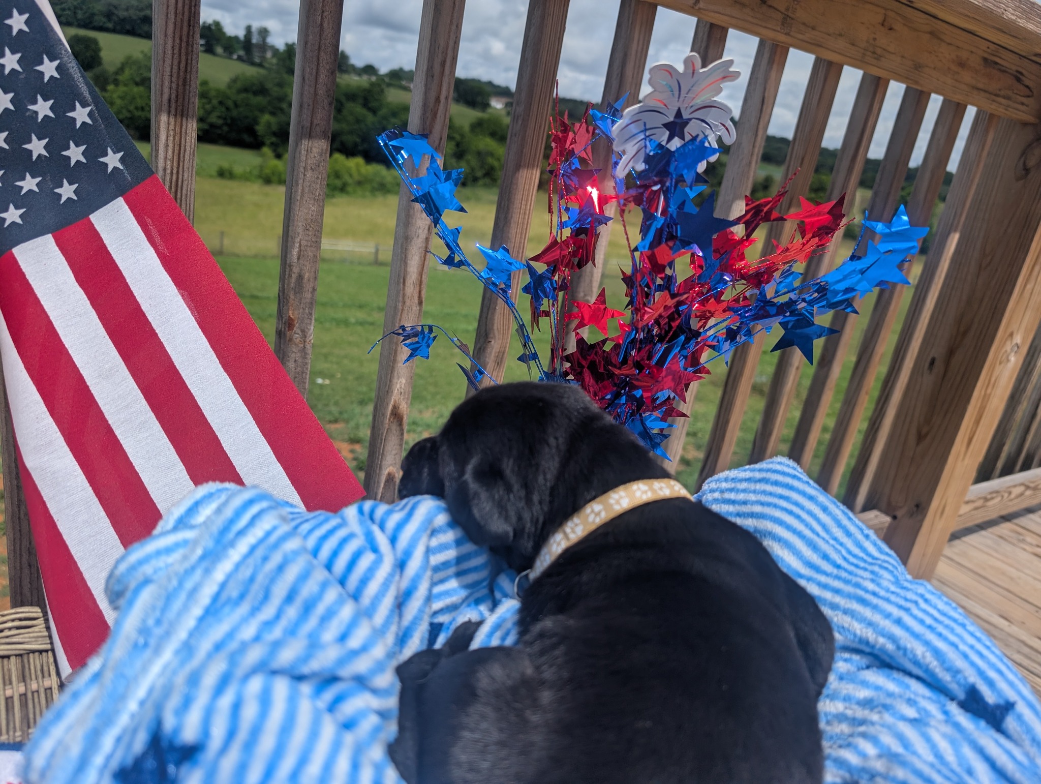 Sammie, a black female Labrador puppy
