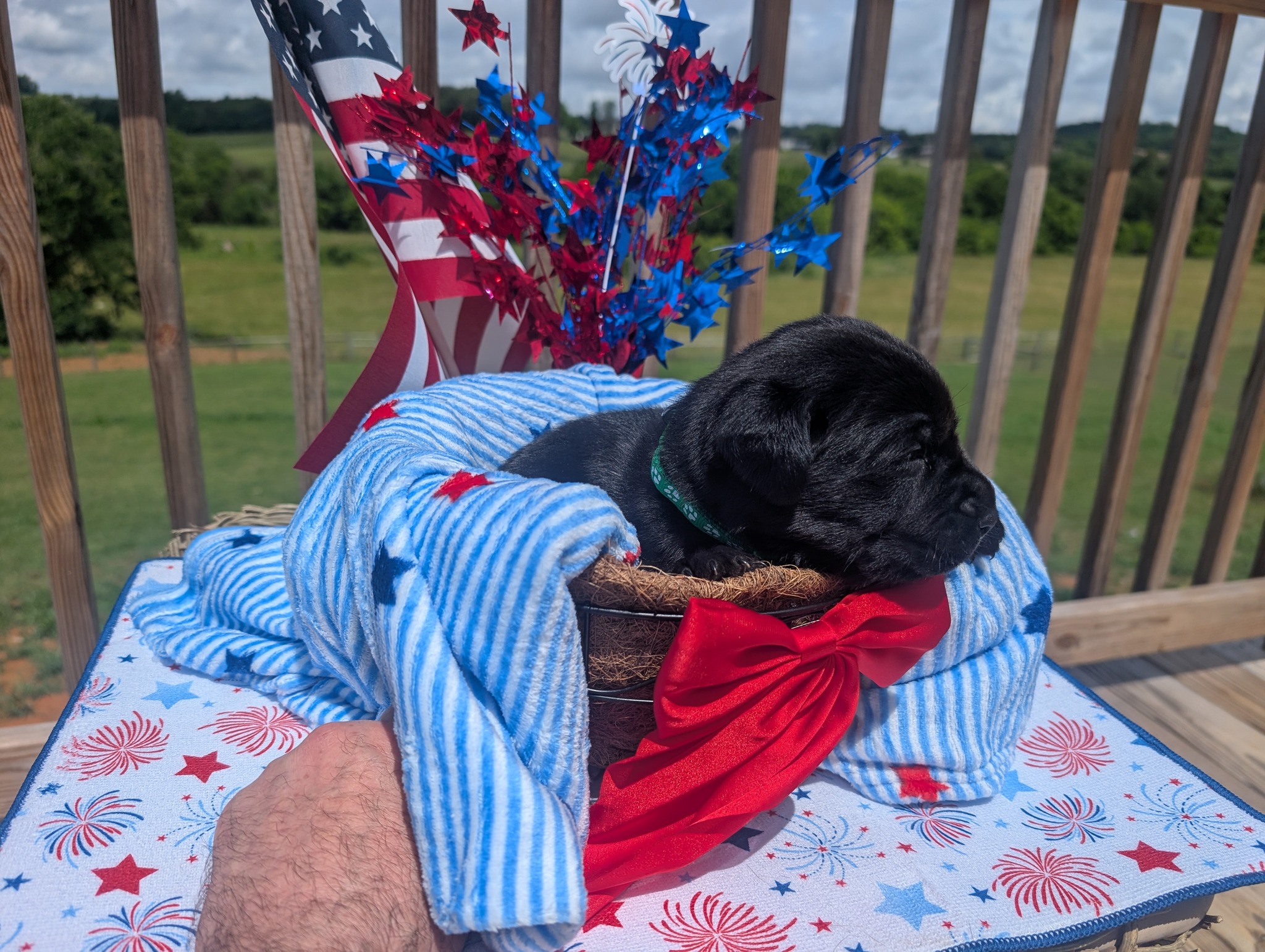 Sparky, a black male Labrador puppy