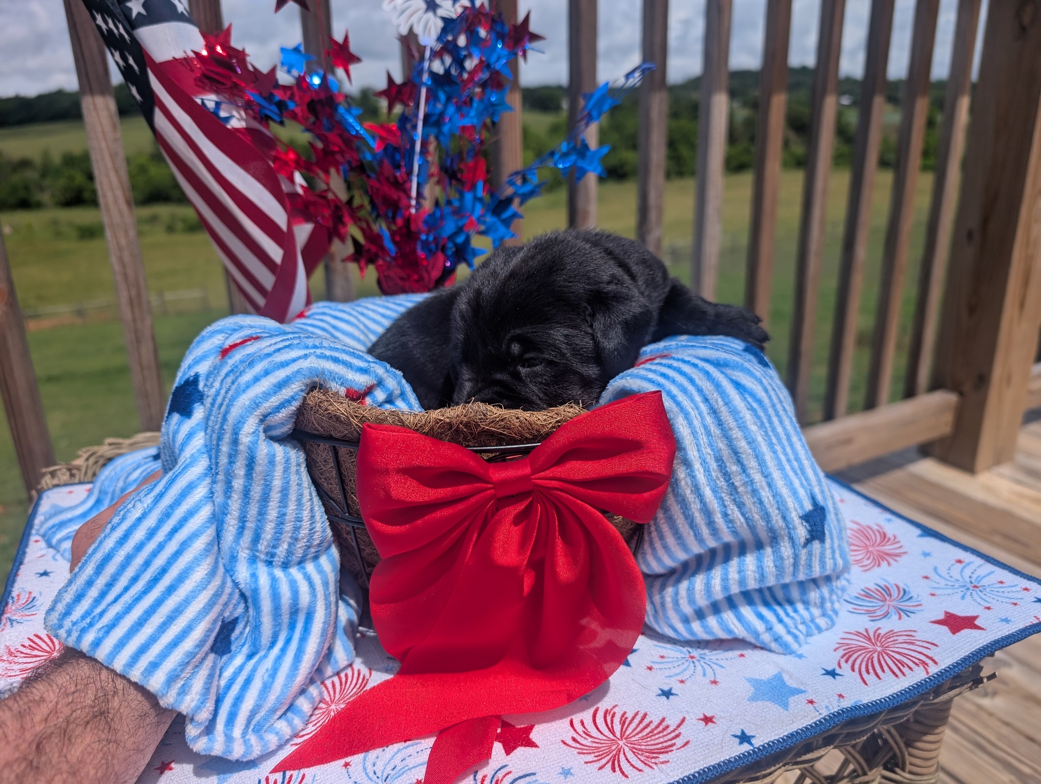 Sparky, a black male Labrador puppy